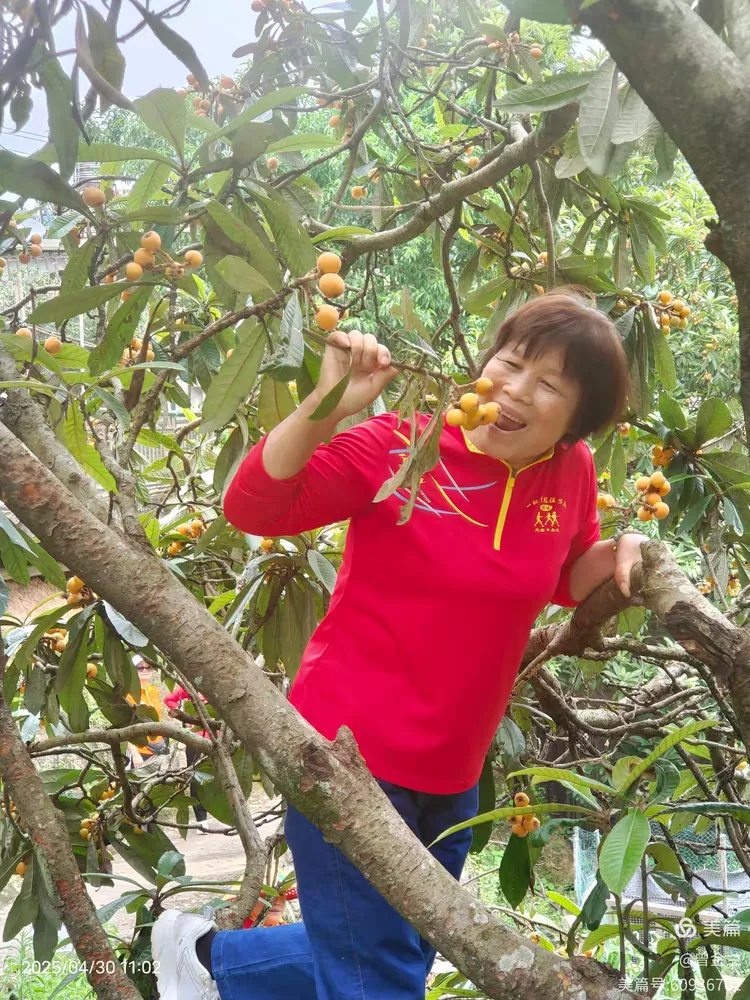 枇杷树下，快乐满载